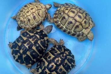 Landschildkröten kaufen und verkaufen Foto: Gruppo THH LEUCISTICHE O ISABELLA ADULTO