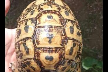 Tortoises kaufen und verkaufen Photo: Gruppo testudo graeca cyrenaica 1.2 adulto e riproduttivo 