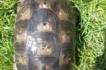 Landschildkröten kaufen und verkaufen Foto: Testudo marginata eterozigote maschio adulto