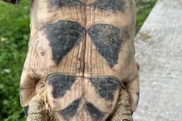 Tortoises kaufen und verkaufen Photo: Testudo marginata sarda 0.4 femmine adulte 