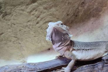 Bearded dragons kaufen und verkaufen Photo: Bartagame Weibchen 0.1 Zero trans 