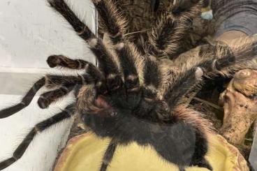 - bird spiders kaufen und verkaufen Photo: Vogelspinne Lasiodora parahybana
