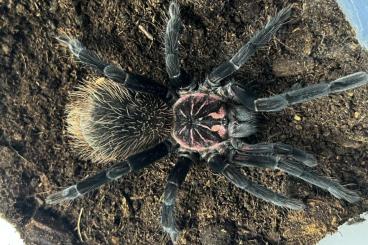 Vogelspinnen kaufen und verkaufen Foto: Tarantulas for sale, CHEAP!