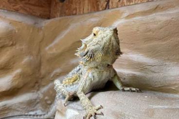 Bearded dragons kaufen und verkaufen Photo: Bartagame und Terrarium abzugeben