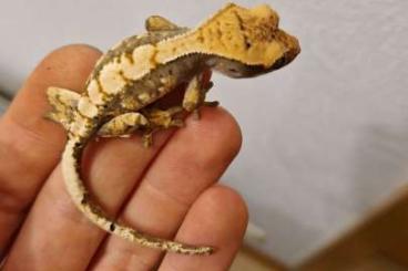 Geckos kaufen und verkaufen Foto: Correlophus ciliatus zu verkaufen