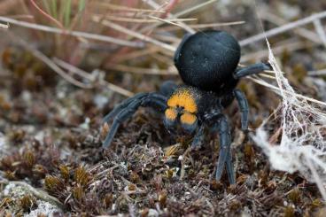 Spinnen und Skorpione kaufen und verkaufen Foto: True spiders and other - shipping all EU