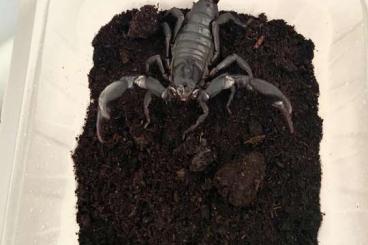 Spiders and Scorpions kaufen und verkaufen Photo: Euscorpius italicus 3fh and H.silenus sub adult