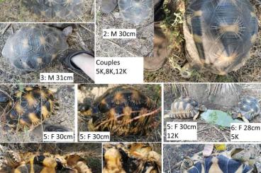 Tortoises kaufen und verkaufen Photo: Astrochelys radiata reproductive group
