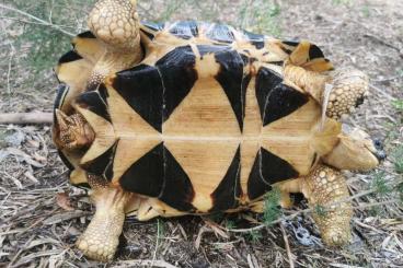 Tortoises kaufen und verkaufen Photo: Pair of adults Astrochelys radiata €2500 Tortoises kaufen und verkaufen Photo: Pair of adults Astrochelys radiata €2500