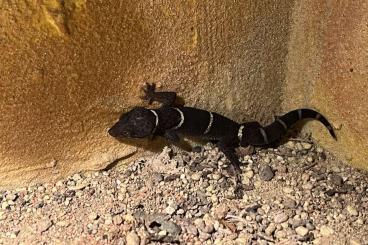 Lizards kaufen und verkaufen Photo: Hainan Höhlengeckos (Goniusaurus hainanensis)