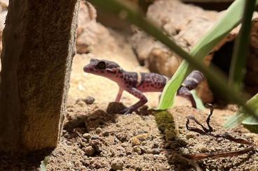 Geckos kaufen und verkaufen Photo: Hainan Höhlengecko. Gecko Geckos kaufen und verkaufen Photo: Hainan Höhlengecko. Gecko
