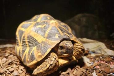 Tortoises kaufen und verkaufen Photo: 2 Geochelone elegans Männchen DNZ 2015
