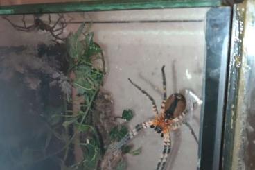 Spiders and Scorpions kaufen und verkaufen Photo: Cupinius salei 'Lucia' Nachzucht