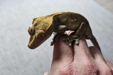 Geckos kaufen und verkaufen Photo: Tausche Kronengecko Männchen Geckos kaufen und verkaufen Photo: Tausche Kronengecko Männchen