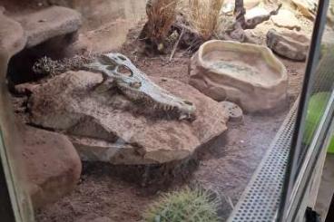 Lizards kaufen und verkaufen Photo: Bartagame mit Terrium 160 80 80 zu Verkaufen