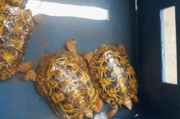 Turtles and Tortoises kaufen und verkaufen Photo: Malacochersus tornieri 1.2.0