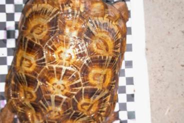Tortoises kaufen und verkaufen Photo: Malacochersus tornieri 1.2.0