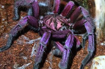 - bird spiders kaufen und verkaufen Photo: Pamphobeteus nigricolor Bock Vogelspinne - bird spiders kaufen und verkaufen Photo: Pamphobeteus nigricolor Bock Vogelspinne