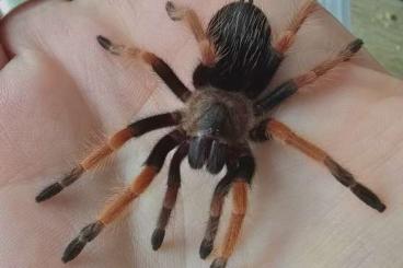 - bird spiders kaufen und verkaufen Photo: Lasidora Parahybana/Pterinopelma sazimai/Brachypelma Boehmei 