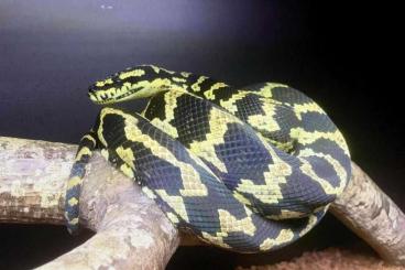 Schlangen kaufen und verkaufen Photo: Morelia spilota cheynei Schlangen kaufen und verkaufen Photo: Morelia spilota cheynei