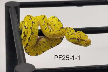 Pythons kaufen und verkaufen Photo: morelia viridis jayapura x sorong Pythons kaufen und verkaufen Photo: morelia viridis jayapura x sorong