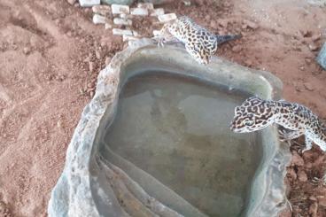 Geckos kaufen und verkaufen Foto: 3 Leopardgeckos abzugeben