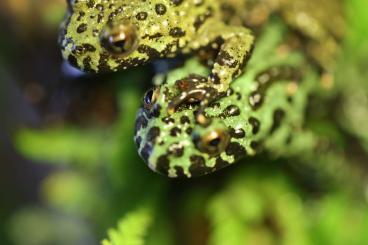 frogs kaufen und verkaufen Photo: 0,0,35 Bombina orientalis NZ (Chinesische Rotbauchunke)