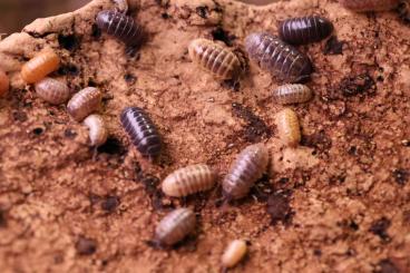 Krebstiere terrestrisch  kaufen und verkaufen Foto: Armdillidium spec. "St.Lucia"