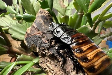 Insects kaufen und verkaufen Photo: Gromphadorhina portentosa Madagaskar Fauchschabe