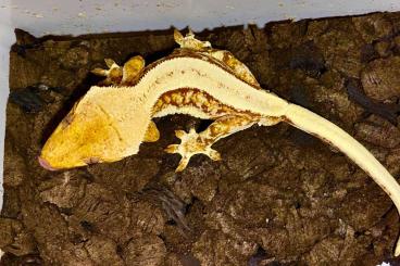 Geckos kaufen und verkaufen Photo: Kronengeckos Correlophus Ciliatus 