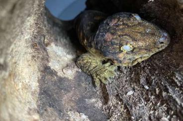 Geckos kaufen und verkaufen Foto: Rhacodactylus Leachianus Mt. Koghis Friedel 