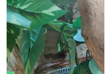 Colubrids kaufen und verkaufen Photo: 4 Kornnattern suchen nach Sterbefall zu Hause