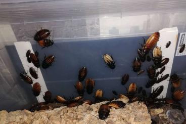 Insekten kaufen und verkaufen Foto: Biete Madagaskar Fauchschaben an