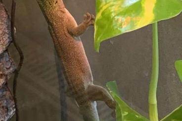 Geckos kaufen und verkaufen Foto: Phelsuma Standingi - Querstreifen Taggecko