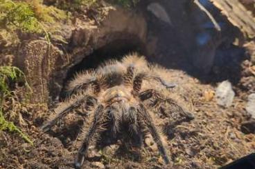 Vogelspinnen kaufen und verkaufen Foto: Tiltocatl Albopilosus Kraushaarvogelspinne