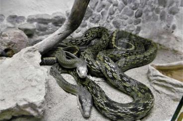 Nattern ungiftige  kaufen und verkaufen Foto: Schöne Taiwan Schönnattern 