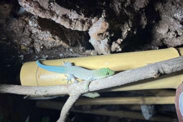 Geckos kaufen und verkaufen Photo: Phelsuma Standingi, Querstreifen Taggecko eigene Nachzuchten abzugeben