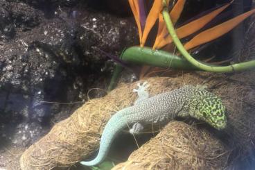 Geckos kaufen und verkaufen Foto: Phelsuma Standingi, Querstreifen Taggeckos, eigene Nachzuchten