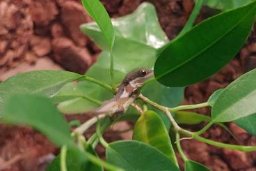 Geckos kaufen und verkaufen Foto: 2 Phelsuma Dorsivittata Paradoxa