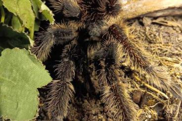 Vogelspinnen kaufen und verkaufen Foto: Ladidora difificilis, Bock adult 