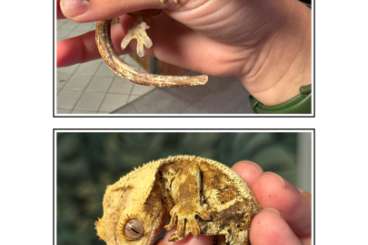 Geckos kaufen und verkaufen Photo: 1.1 LW 100% het Axanthic Breeding Pair Geckos kaufen und verkaufen Photo: 1.1 LW 100% het Axanthic Breeding Pair