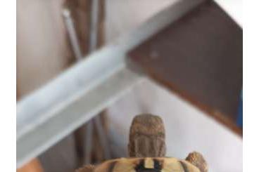 Schildkröten  kaufen und verkaufen Foto: Tartarughe terra , hermanni boettgeri portatori leucistiche 