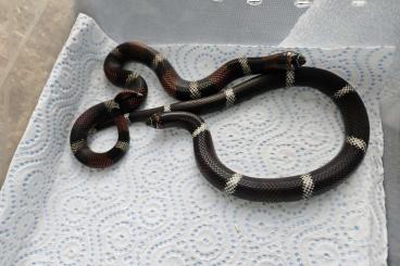 Schlangen kaufen und verkaufen Foto: 1.1. Xenodon Pulcher Hypo-E x 100%Hypo-E Schlangen kaufen und verkaufen Foto: 1.1. Xenodon Pulcher Hypo-E x 100%Hypo-E