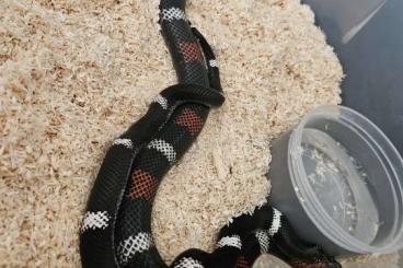 Snakes kaufen und verkaufen Photo: 1.1. PAIR Xenodon Pulcher Hypo-E x 100%Hypo-E Snakes kaufen und verkaufen Photo: 1.1. PAIR Xenodon Pulcher Hypo-E x 100%Hypo-E