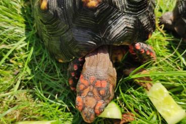 Schildkröten  kaufen und verkaufen Foto: Red Head Chelonoidis carbonaria