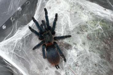 - bird spiders kaufen und verkaufen Photo: Dolichothele diamantinensis 0.1 Adult