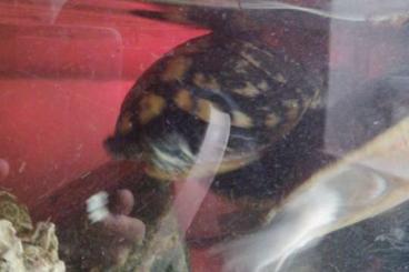 Turtles and Tortoises kaufen und verkaufen Photo: Wasser-Schildkröte zu verkaufen 