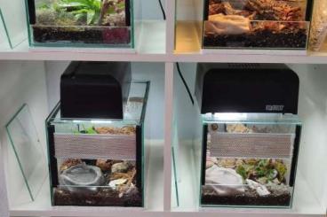 Terrarien kaufen und verkaufen Foto: 3 kleine Terrarien 20x30x20 cm Terrarien kaufen und verkaufen Foto: 3 kleine Terrarien 20x30x20 cm