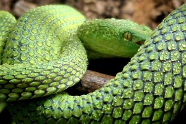 Giftschlangen kaufen und verkaufen Foto: Trimeresurus Gumprechti Weibchen 