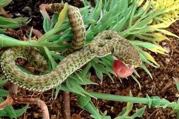 Giftschlangen kaufen und verkaufen Foto: Trimeresurus venustus 05/25